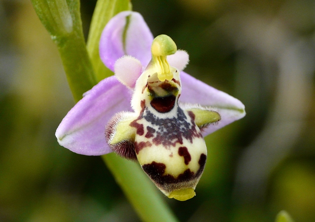 Le orchidee degli Dei: 8 giorni nel Peloponneso, marzo 2014.